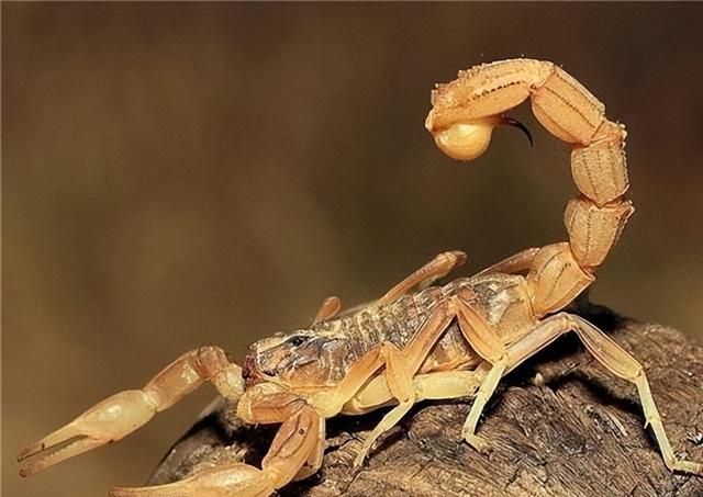 十种生活在撒哈拉沙漠的可怕生物，以色列金蝎的毒性超过你的认知