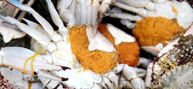 挑梭子蟹，个头大未必好，渔民教你4招，个个肉多黄肥，鲜美好吃