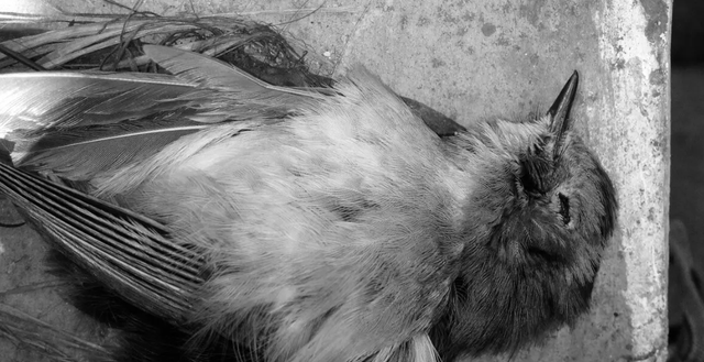 麻雀究竟能活多久？为什么在生活中，很少看到麻雀的尸体？