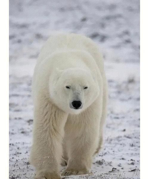 我知道北极熊是世界上最大的肉食动动物，那么体重有多重
