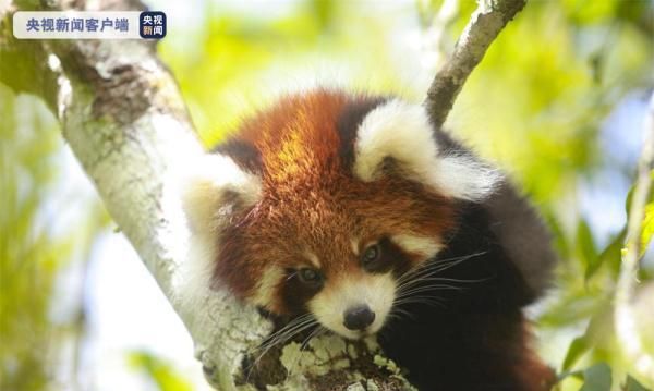 萌化了！云南太阳河国家森林公园首次成功繁育野外诞生小熊猫