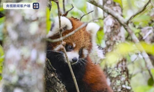 萌化了！云南太阳河国家森林公园首次成功繁育野外诞生小熊猫