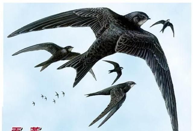 “无脚鸟”雨燕，一生几乎都在飞行，为何说它们落地等于送死？