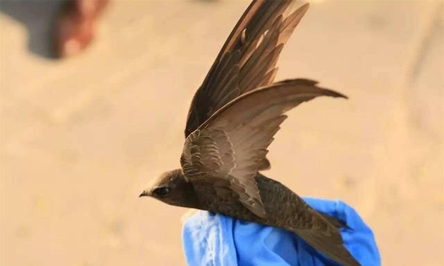 “无脚鸟”雨燕，一生几乎都在飞行，为何说它们落地等于送死？