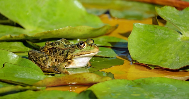 动物趣闻：青蛙和蟾蜍有哪些相同，又有哪些相异