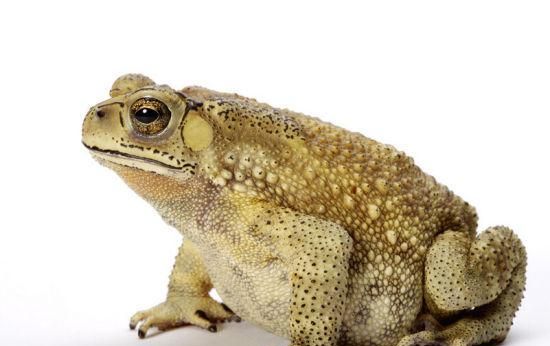 动物趣闻：青蛙和蟾蜍有哪些相同，又有哪些相异