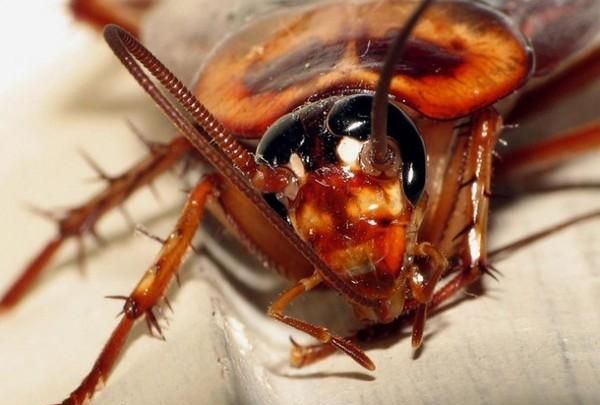 蟑螂翻身多长时间能死