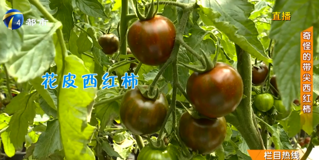 青中带红的西红柿，个个都带尖，新品种还是打激素？专家权威解答