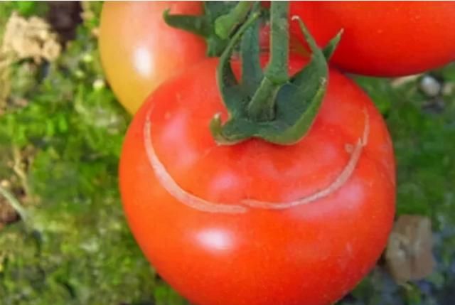 催熟剂必不可少了吗？经过催熟的番茄，对人的身体有多大影响？
