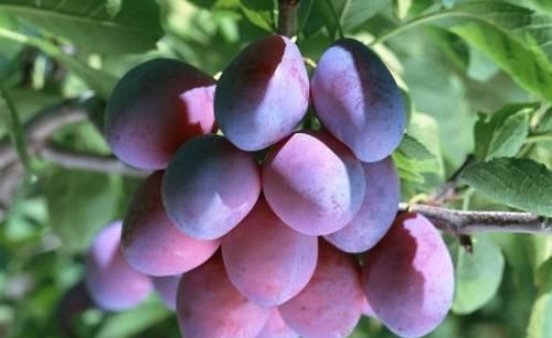 西梅被称为“功能水果”，可慢性疾病人群应该吃硬的软的？别吃错