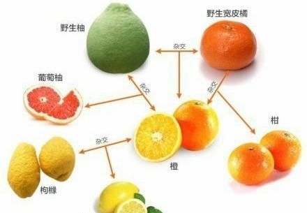 橘、柑、橙、金柑、柚……复杂的柑橘家族，我们该怎么吃？