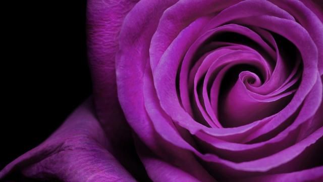 《红楼梦》中的那些紫色——玫瑰紫