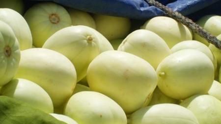 白香瓜的籽可以吃吗