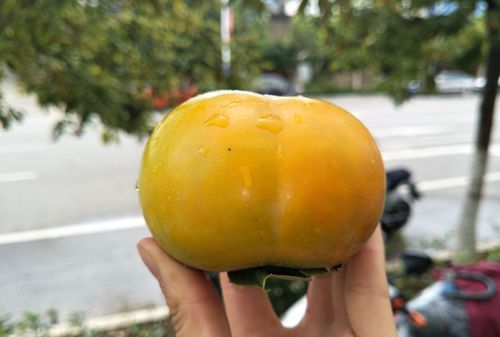 硬的柿子如何种植才又甜又脆