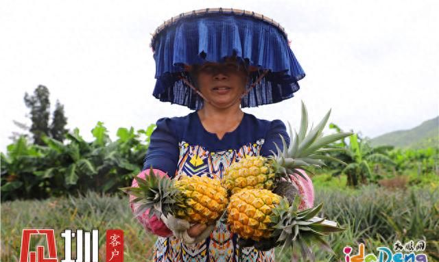 最“撩舌”的糖心菠萝，原来藏在大鹏半岛