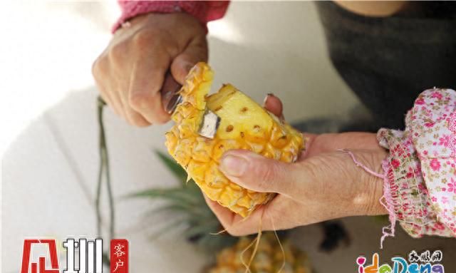 最“撩舌”的糖心菠萝，原来藏在大鹏半岛