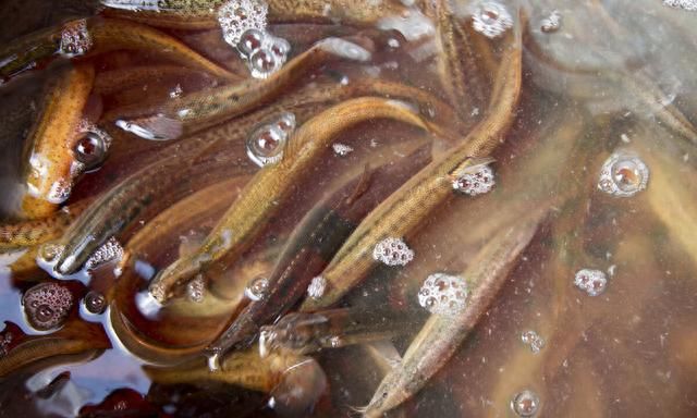 冬季养殖泥鳅需要注意哪些方面的问题？