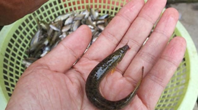 冬季养殖泥鳅需要注意哪些方面的问题？