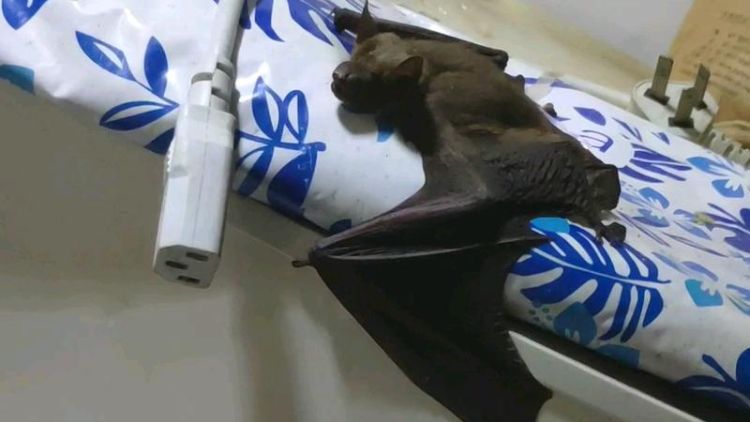 家里有蝙蝠怎么处理