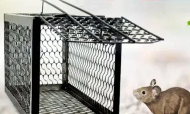 老鼠笼子如何反复用，老鼠笼子怎么用？图4
