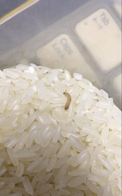 米放久了长虫怎么办还能吃吗