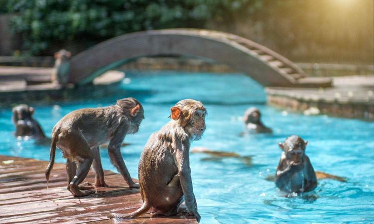 科学家说水猴子会不会游泳