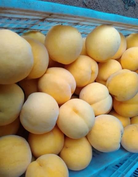 黄桃干的制作方法，晒黄桃干的正确方法？图1