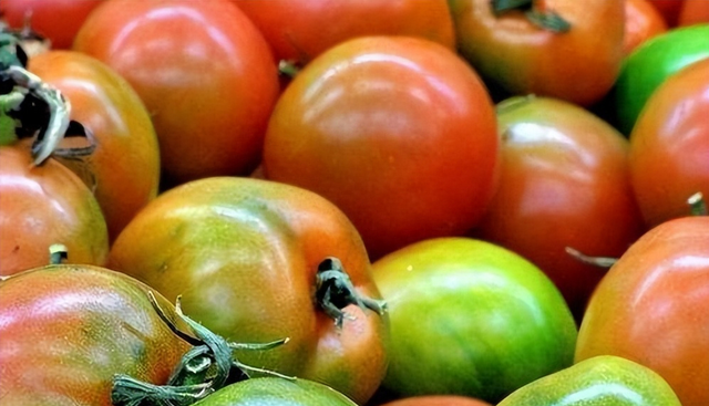 现在的番茄为什么总是硬邦邦的，放一个月都不坏？看完涨知识了！