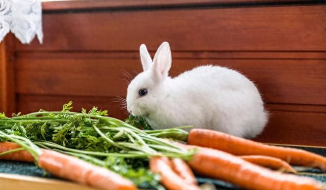 8年养兔经验分享，随处可见的兔兔健康零食-野草篇