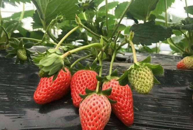 下半年几月份种草莓苗