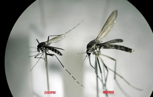 为什么广州的蚊子那么毒