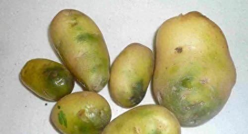土豆放久了表皮有些发绿，还能吃吗？