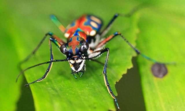 这种昆虫的速度超越音速，却会在奔跑时失明，它到底是怎么回事？