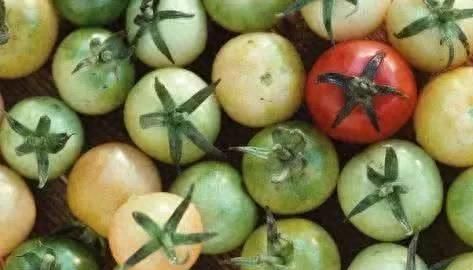 菜市场里发青的西红柿能不能买？如果还没成熟，生吃熟吃都不建议