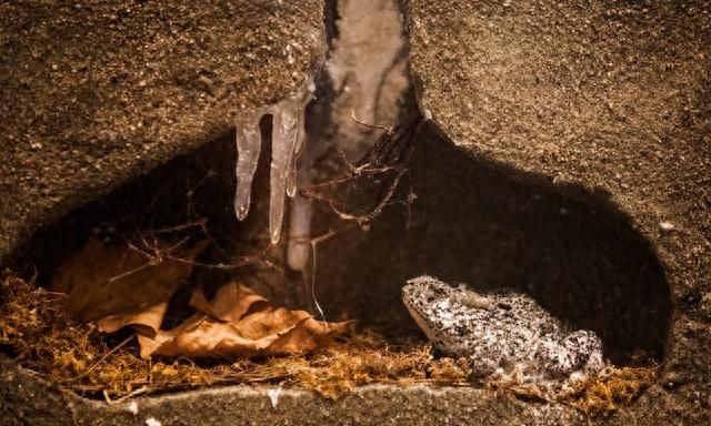 能否让养殖的青蛙安全过冬，这几个养殖核心技术来帮助你