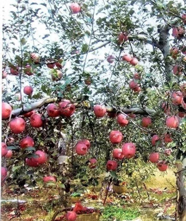 苹果树“傻瓜式”修剪技术