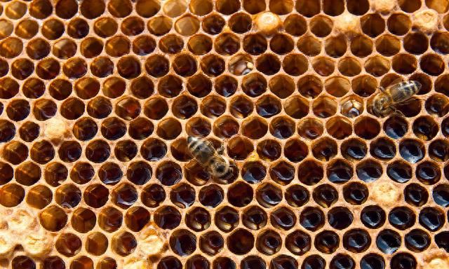 蜂群中的花粉会变质吗？变质后是什么样的？养蜂人告诉你答案