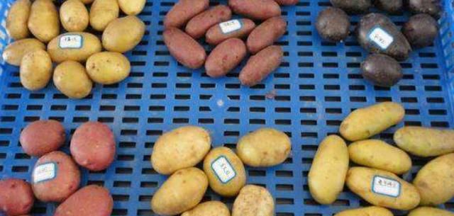 彩色的土豆能吃吗，内蒙红土豆是转基因的吗？图3