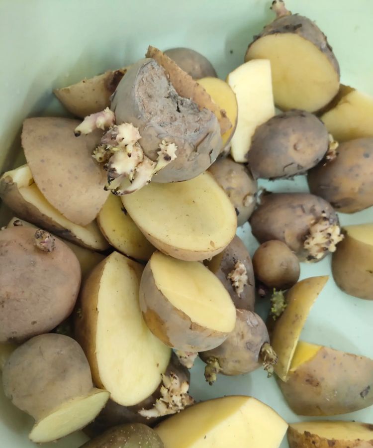 发芽土豆怎么处理，发芽土豆怎么处理？图1