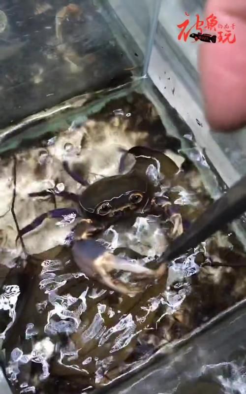 鱼缸养螃蟹会淹死吗，鱼缸能养螃蟹吗