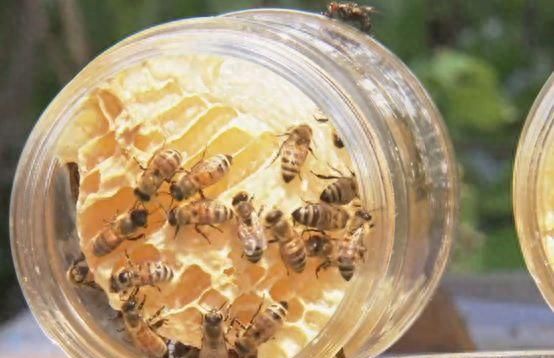他让蜜蜂到瓶子里筑巢，生产的蜂蜜供不应求