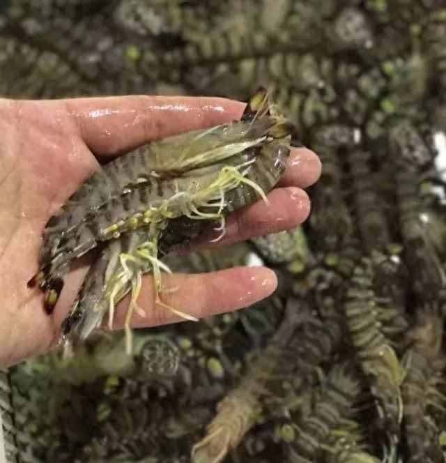 中国35种名虾图谱，除了小龙虾外，你吃过几种？
