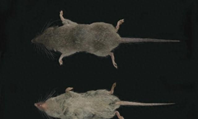 黄山景区发现两个哺乳类新物种：形似老鼠，门牙弯曲发达