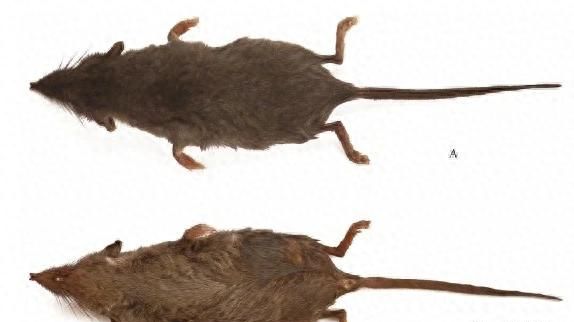 黄山景区发现两个哺乳类新物种：形似老鼠，门牙弯曲发达