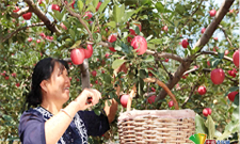 陕西洛川：一颗苹果演绎的富民强县故事