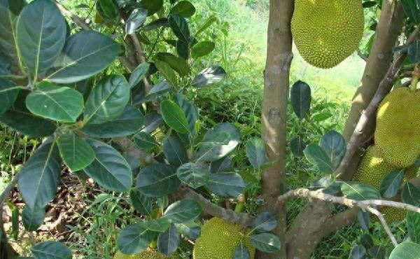 菠萝蜜的种植管理技术