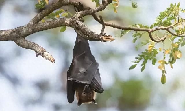 蝙蝠为何喜欢倒挂着睡觉？脑袋不会充血吗？不怕睡着掉下来吗？