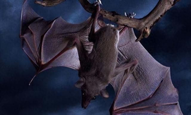蝙蝠为何喜欢倒挂着睡觉？脑袋不会充血吗？不怕睡着掉下来吗？