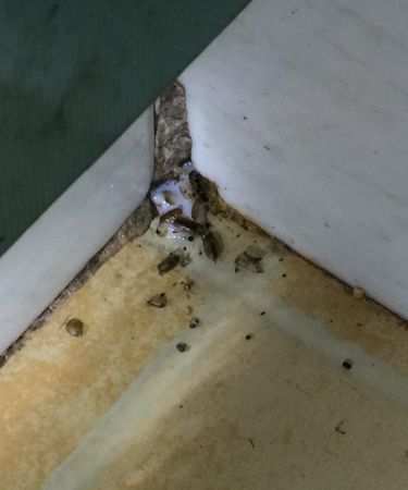 小区楼上有蟑螂从哪里来的