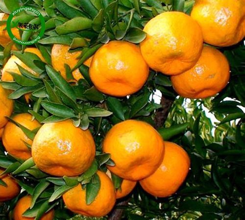 芦柑和橘子有什么区别